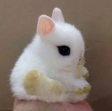 We did not find results for: Parece Un Munequito Pero Es Real Cutest Bunny Ever Baby Animals Funny Baby Animals