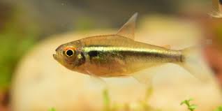 They are native to south. Are Tetras Hardy Fish Different Parameter Levels Tetra Fish Care