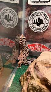 Keep your leopard gecko's habitat like the warm climate they come from. The Way My Leopard Gecko Sleeps Sometimes Mildlyinteresting