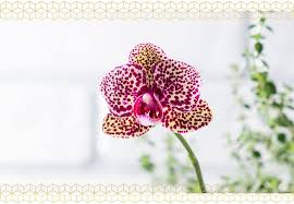Learn more about how we use cookies. How To Care For Orchids Ftd Com