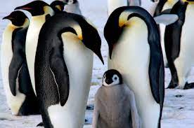 These flightless aquatic birds are probably the most archetypical animals in all of the southern polar regions. Emperor Penguin Facts For Kids Penguins Information