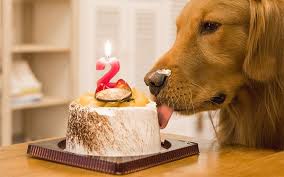 Generally, birthday cake for dogs recipes consists of simple ingredients which can be found in your kitchen. Birthday Cake For Dogs 30 Easy Doggie Birthday Cake Ideas 2018