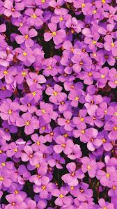 Check out this fantastic collection of flowers 4k wallpapers, with 66 flowers 4k background images for your desktop, phone or tablet. View And Download Purple Aubrieta Flowers 4k Ultra Hd Mobile Wallpaper For Free On Your M Flower Phone Wallpaper Flowers Photography Wallpaper Flower Wallpaper