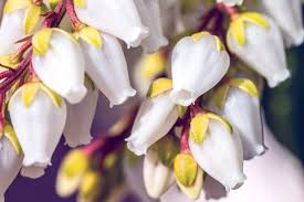Le piante da esterno e i fiori resistenti al freddo e al sole. Pieris Arbusto Dai Bellissimi Fiori Bianchi Faidateingiardino Com