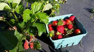 1 quart = 1 1/2 pounds. A Quart Of Strawberries Picture Of Cox Berry Farm Nursery Clarksville Tripadvisor