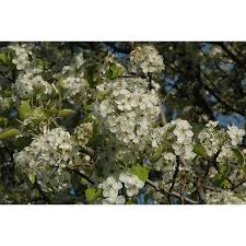 Buy flowering pear tree on ebay. Cleveland Pear Tree B B 2 Caliper Alsip Home Nursery