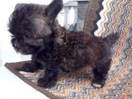 Small Black And Brown Fluffy Puppy Pomapoo 2 Months Black And Brown Patch Is My 1st Hybrid Breed Dog I Got It For My Girl Pomapoo Tiny Puppies Dog Breeds