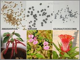 Seed Identification Guide Summer Flowers In India