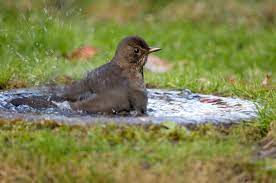 Birds And Water Why Do Birds Need Water The Rspb