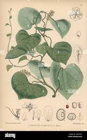 Image result for Tinospora