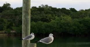 Hints of Green Turtle Cay's Past: The Wreck of the U.S.S. San Jacinto