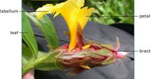 what makes a petal a petal planting flowers plants flowers