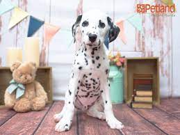 Petland Florida Has Dalmatian Puppies For Sale Check Out All Our Available Puppies Dalmatian Pup Dalmatian Puppies For Sale Puppy Friends Dalmatian Puppy