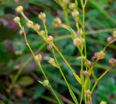 Image result for Linum