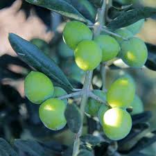 Huile D Olive Pays D Aubagne Et De L Etoile
