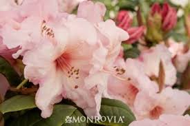 Virginia Richards Rhododendron Monrovia Virginia Richards Rhododendron Nursery Landscape Design Rhododendron Plants