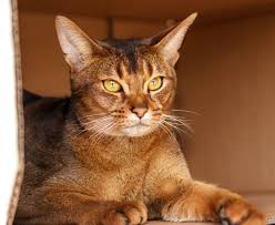 Orange cats (or ginger cats) are among the most popular cat types there are and have cropped up all over the world in cartoons and tv shows (garfield i have a beautiful orange tabby named muffie, short for muffin. Abyssinian Cat Breed Information Pictures Characteristics Facts