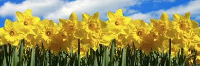 All About Growing Narcissus Daffodils – Easy To Grow Bulbs