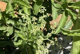 Image result for Cyphostemma paucidentatum