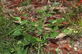 Image result for Wissadula