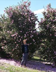 Jennifer Susan Camellia Hedge Google Search Flowering Shrubs Hedges Sandy Soil