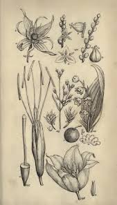 Image result for Strychnos xylophylla