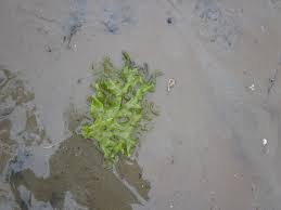 Image result for Lactuca imbricata