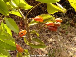 Image result for Connaraceae