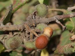 Image result for Grewia villosa
