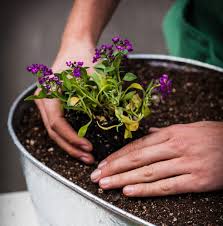 See more ideas about container gardening, plants, planting flowers. Get Started Container Gardening Behrens Metalware