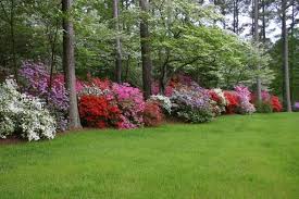 Shaded Gardens With Rhododendrons Shade And Will Tolerate Full Shade Small Leaf Varieties Prefer Azaleas Landscaping Azaleas Garden Backyard Landscaping