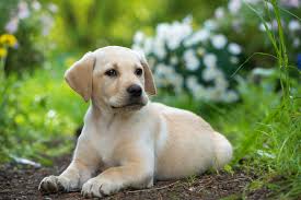 The puppies will come with a healt. Labrador Retriever Club Breeders Directory