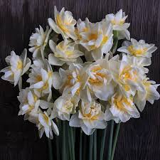 White Lion Narcissus There Are Over 25 000 Registered Cultivars Of Daffodils I Think I Might Be In Trouble Flower Flower Farmer Daffodils Daffodil Flower