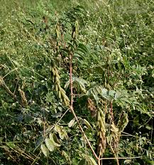 Image result for Indigofera astragalina