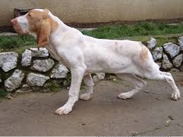 Image result for italský krátkosrstý ohař