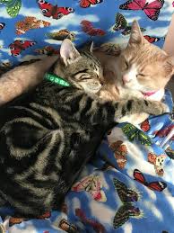 Poncik Ve Cakil Kedi Cakil