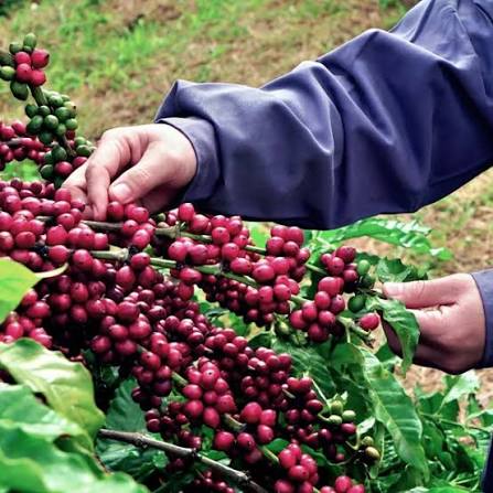 Vietnam's Robusta Coffee: A Global Game-Changer - RITA Beverage