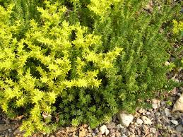 Image result for Sedum ruwenzoriense