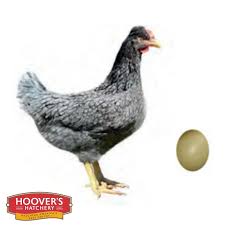 Pin On Chicken Coop
