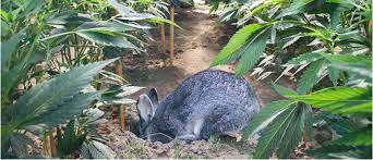Ad by raging bull, llc. How To Protect Your Cannabis Plants From Animals Cannaconnection Com