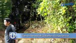 Taman bunga nusantara bogor begonia celosia cibubur bandungan cianjur cibodas bandung wiladatika matahari puncak di jakarta cihideung mekarsari medan lembang mawar malang purbalingga terindah dunia berastagi baturaden selecta semarang cipanas amarilis jogja anggrek bantul sakura minimalis. Taman Serendah Sekebun Bunga Tempat Permainan Puteri Saadong Perlu Perhatian Video Dailymotion