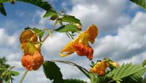 Image result for Impatiens erecticornis