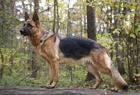 201 gruppo 1 cani da pastore e bovari (esclusi bovari svizzeri) sezione 1 cani da pastore standard n. Pastore Tedesco Carattere Addestramento E Alimentazione Pet Family