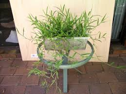 Image result for Paspalum conjugatum