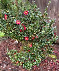 Image result for Theaceae