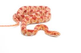 Some of the challenges include an attack from predators, harsh weather conditions probably, infections and diseases. Corn Snake Pet Supplies Plus