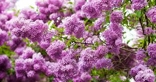 The first sign in evergreen shrub identification is that evergreen shrubs retain their leaves throughout the year. 19 Fragrant Flower And Shrub Favorites Gardener S Path