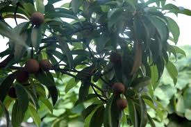 Image result for Manilkara koechlinii