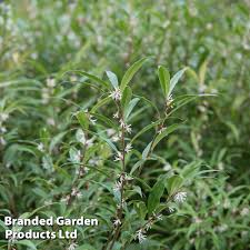 Image result for Vahlia digyna