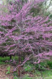 Check spelling or type a new query. Small Flowering Trees A Dozen Native Species For Limited Spaces Wild Seed Project